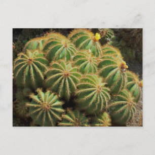 Cartão Postal Barrel Cactus