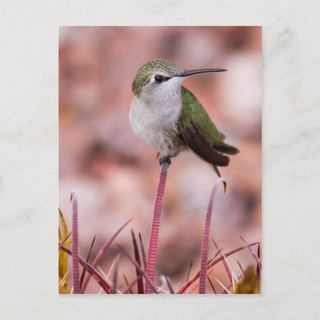 Cartão Postal Barrel Cactus Roosting (Frente)