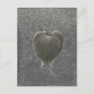 Cartão Postal Barringtonia Acutangula 2