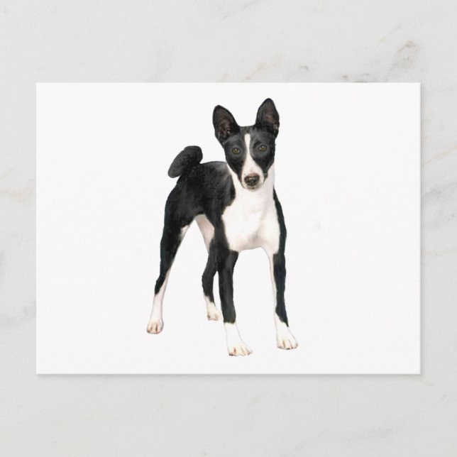 Cartão Postal Basenji (B) - preto e branco (Frente)