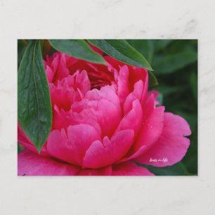Cartão Postal Bashful Pink Peony
