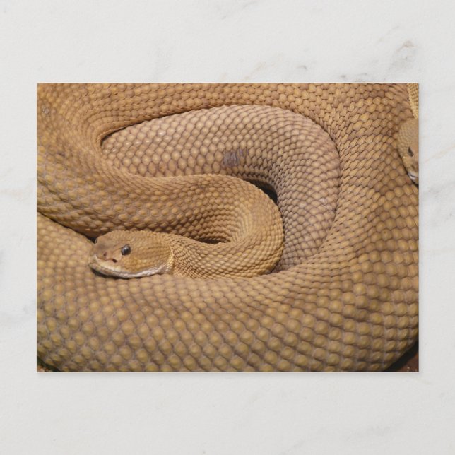 Cartão Postal Basilisk Rattlesnake (Frente)