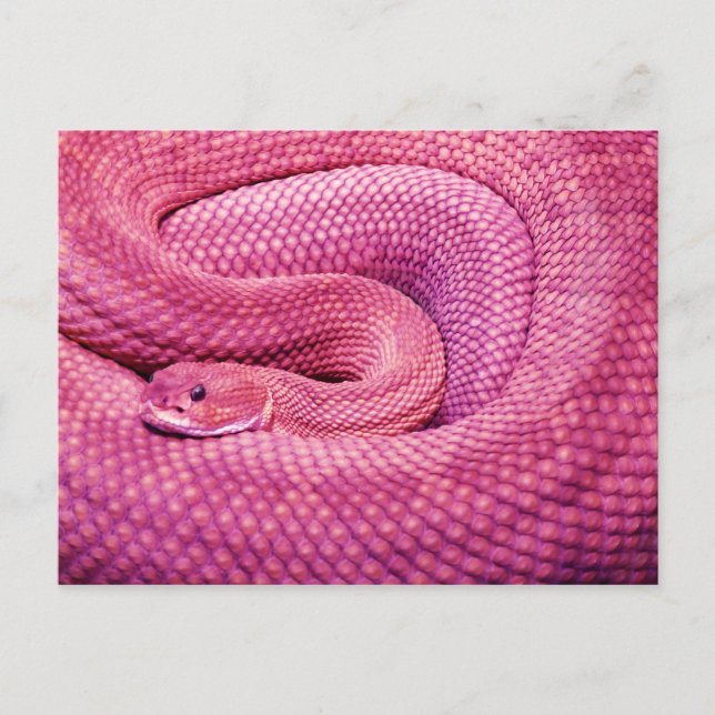 Cartão Postal Basilisk Rattlesnake, cor-de-rosa (Frente)