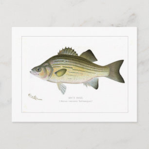 Cartão Postal Bass Branco