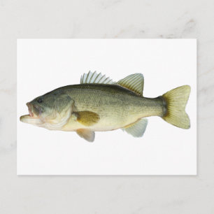 Cartão Postal Bass de Boca Largemouth