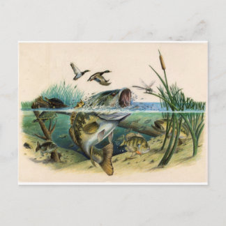 Cartão Postal Bass de Luta