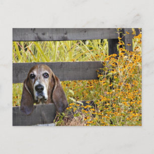 Cartão Postal Basset Hound Howdy
