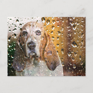 Cartão Postal Basset Hound Miss You