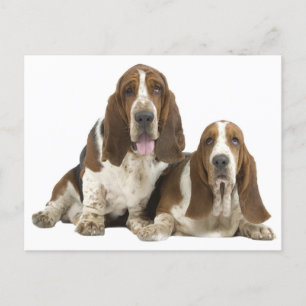 Cartão Postal Basset Hound Puppy Dog Love, olá pensando em você