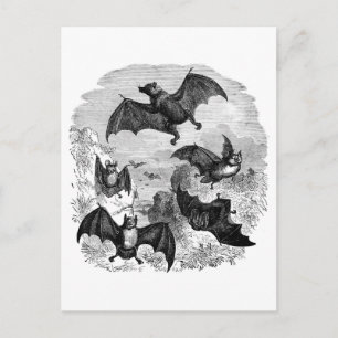 Cartão Postal Bat Sketch