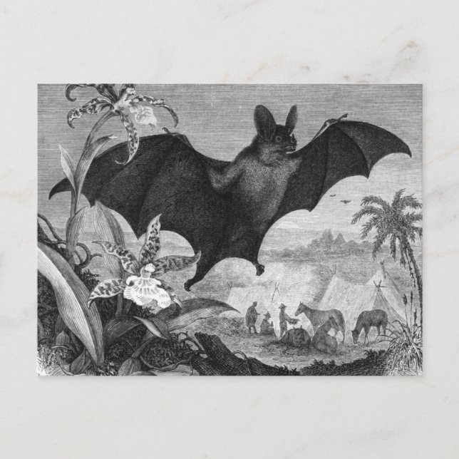 Cartão Postal Bat Vampiro (Frente)