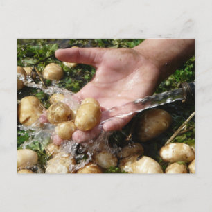 Cartão Postal Batatas de Jardim Frescas sendo Lavadas