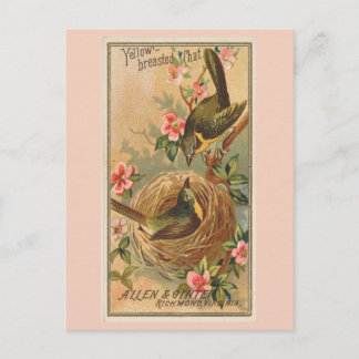 Cartão Postal Bate-papo de peito amarelo