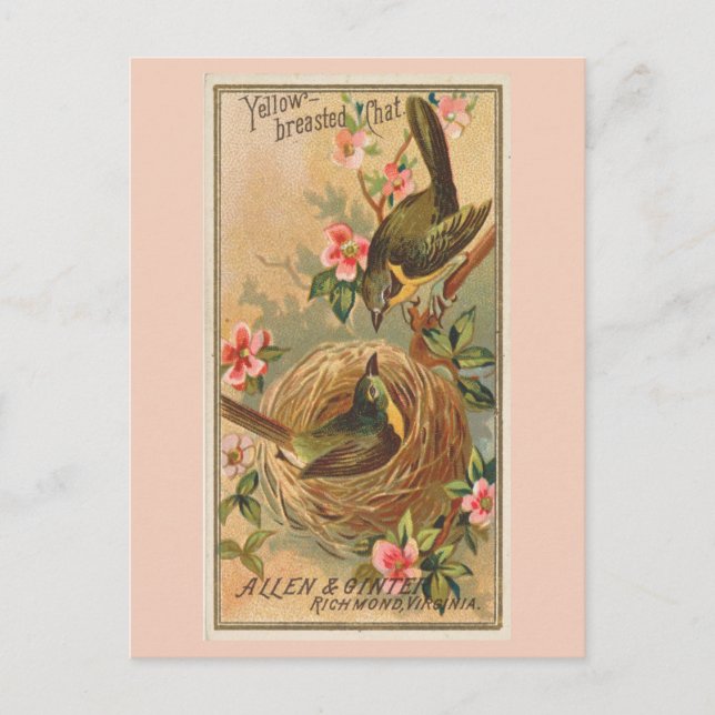 Cartão Postal Bate-papo de peito amarelo (Frente)