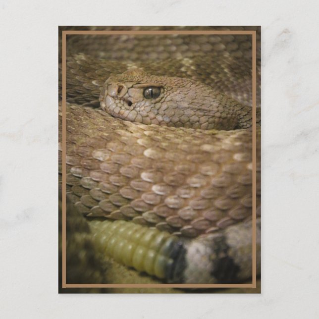 Cartão Postal batedor (Frente)