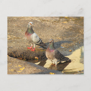 Cartão Postal Bath Time for Pigeons