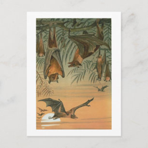 Cartão Postal Bats de fruta