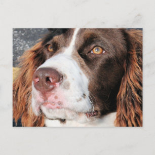 Cartão Postal Baxter - Foto Espanhol Inglês Springer-06