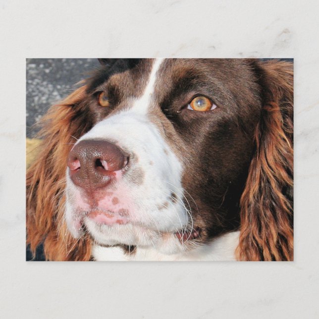 Cartão Postal Baxter - Foto Espanhol Inglês Springer-06 (Frente)