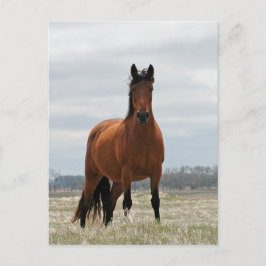 Cartão Postal Bay Mare