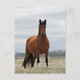 Cartão Postal Bay Mare