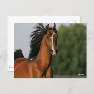 Cartão Postal Bay Morgan Horse Headshot Fluindo Mane