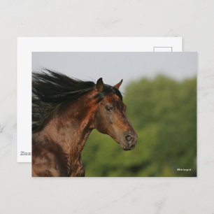 Cartão Postal Bay Morgan Horse Headshot Mane Fluindo