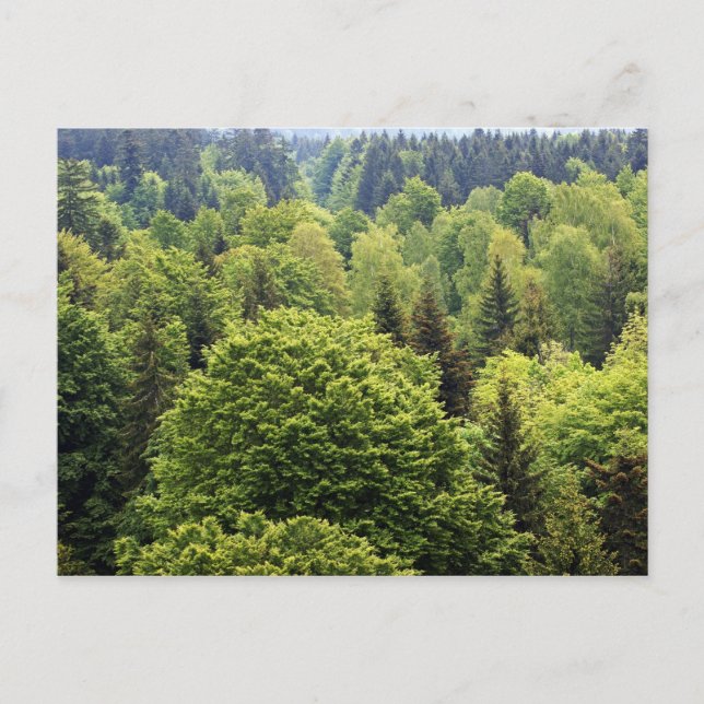 Cartão Postal Bayerischer Wald (Frente)