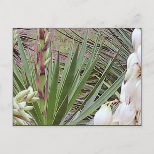 Cartão Postal Bayonet Yucca Blossoms Espanhol