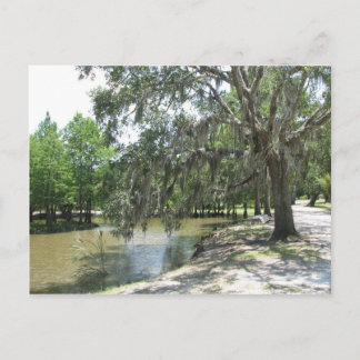 Cartão Postal Bayou Tree, Avery Island, Louisiana