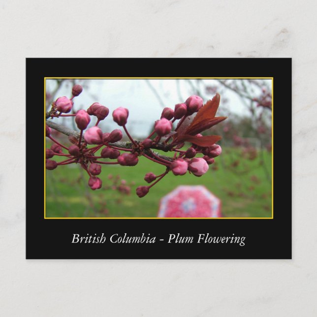Cartão Postal BC, primavera com flor de ameixa (Frente)