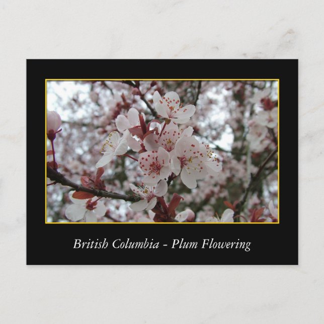 Cartão Postal BC, primavera com flor de ameixa (Frente)