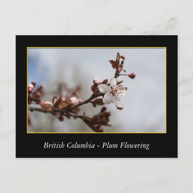 Cartão Postal BC, primavera com flor de ameixa (Frente)