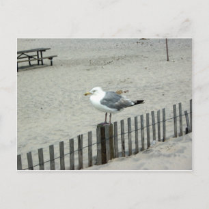 Cartão Postal Beach Gull
