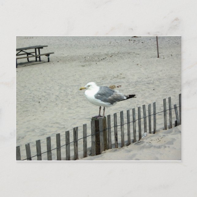 Cartão Postal Beach Gull (Frente)