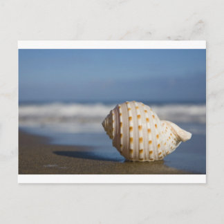 Cartão Postal Beach Seashell