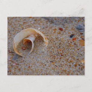 Cartão Postal Beach Shell