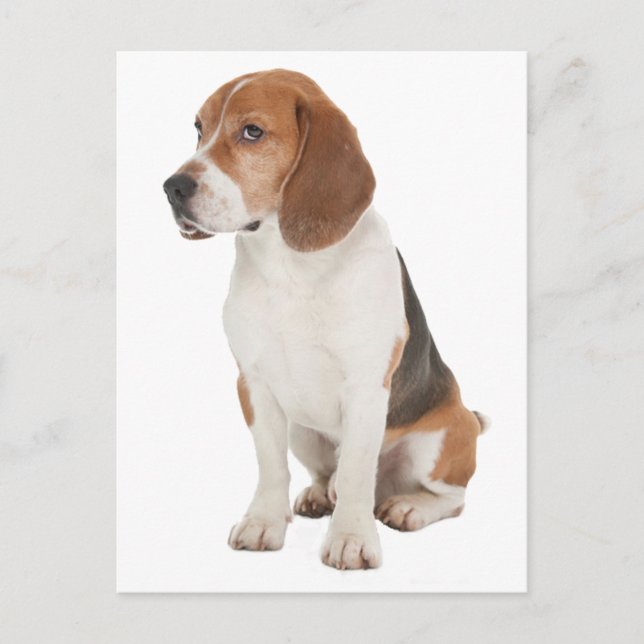 Cartão Postal Beagle (Frente)