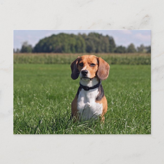 Cartão Postal beagle (Frente)