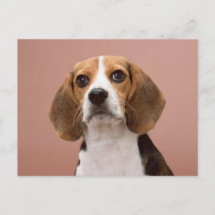 Cartão Postal Beagle
