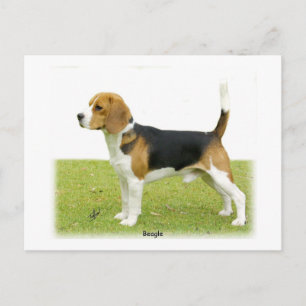 Cartão Postal Beagle 9J27D-02