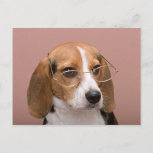 Cartão Postal Beagle com óculos