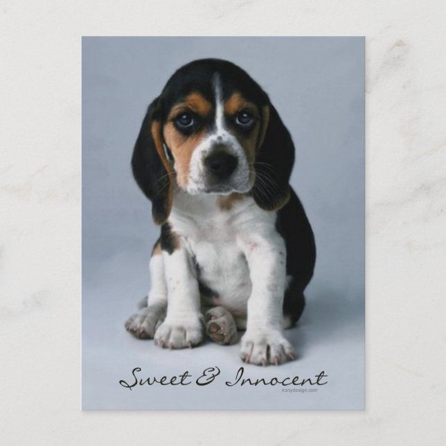 Cartão Postal Beagle Puppy Dog Foto (Frente)