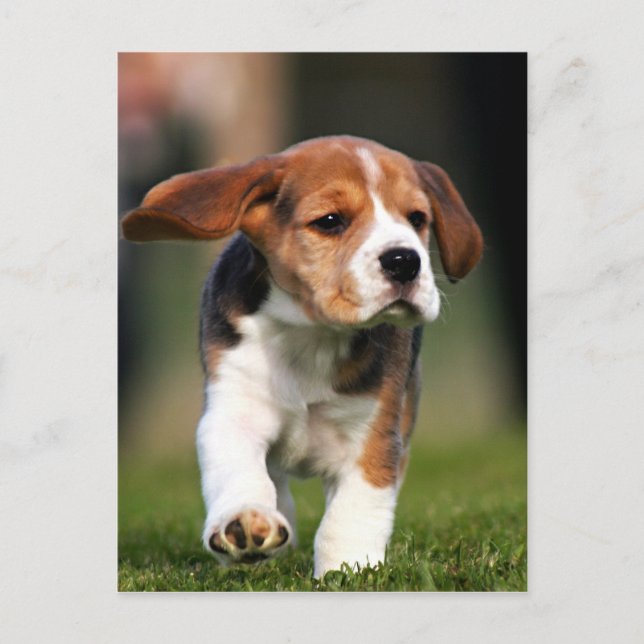 Cartão Postal Beagle Puppy Love (Frente)