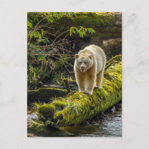 Cartão Postal Bear Espírito Branco   Colúmbia Britânica, Canadá