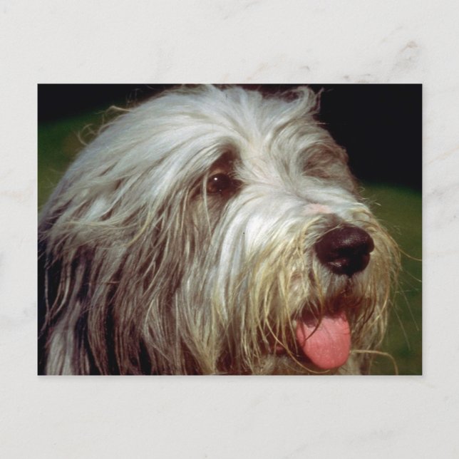 Cartão Postal Bearded Collie (Frente)