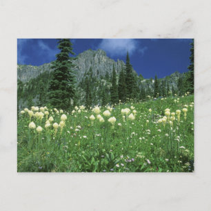 Cartão Postal Beargrass no lago Eunice, Mt. Rainier NP, WA,