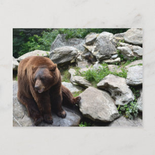 Cartão Postal Bears da Carolina do Norte