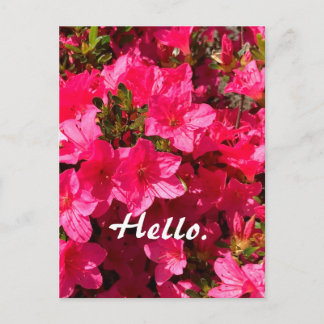 Cartão Postal Beautiful Pink Azaleas Flowers Hello Postcards 2
