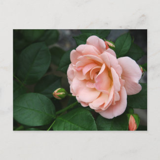 Cartão Postal Beautiful Pink Rose Flower Postcards